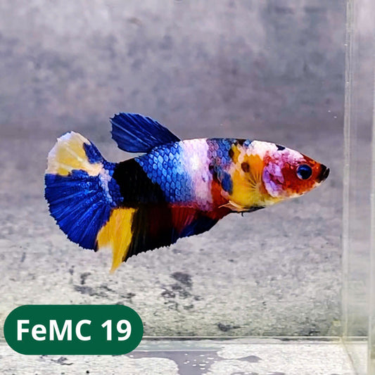 Multicolor Female Betta Fish | You Pick Fish | High Grade