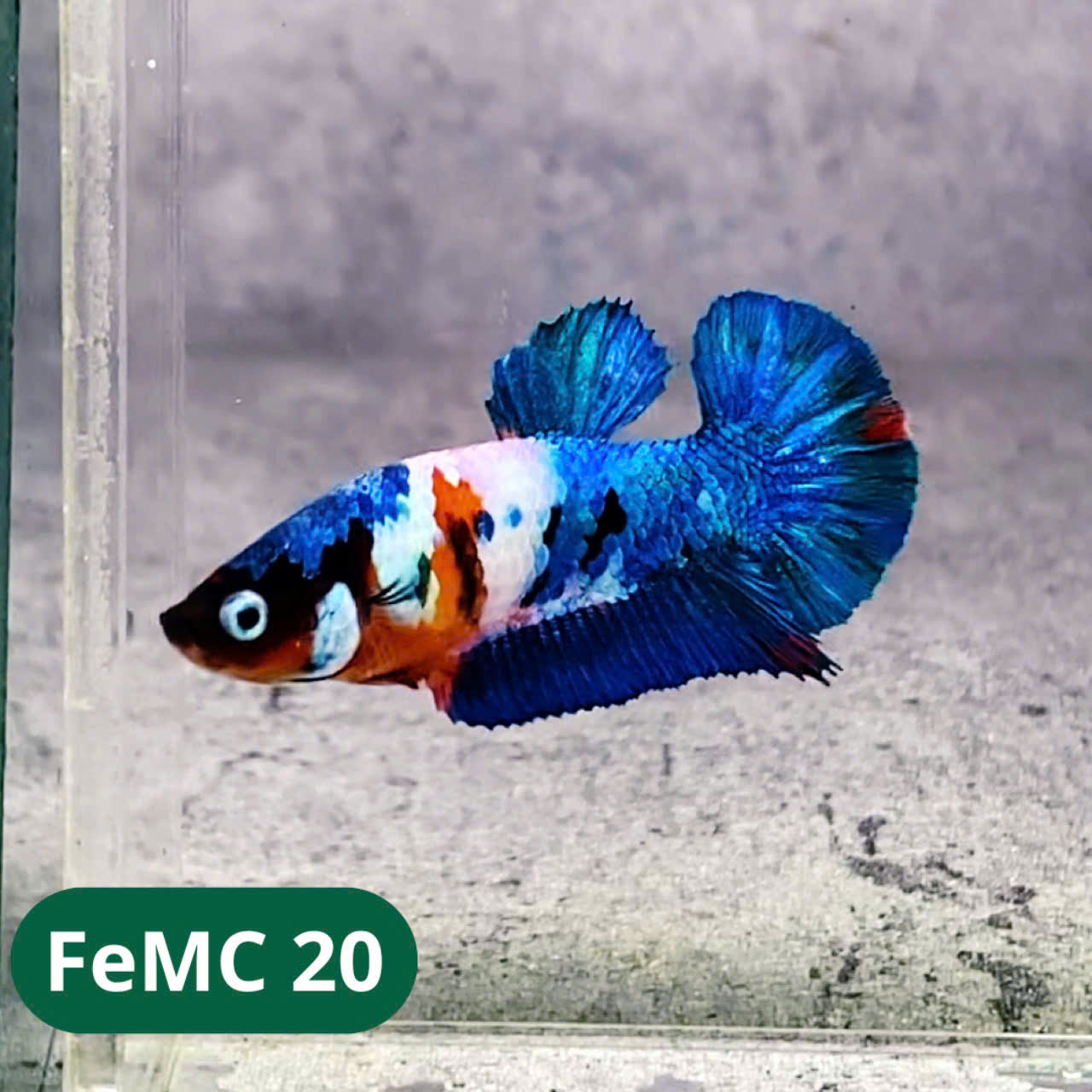 Multicolor Female Betta Fish | You Pick Fish | High Grade