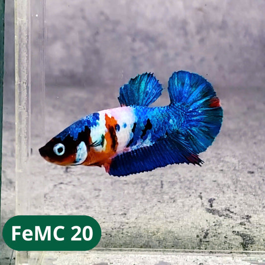 Multicolor Female Betta Fish | You Pick Fish | High Grade