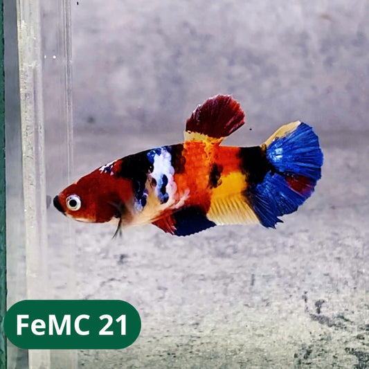 Multicolor Female Betta Fish | You Pick Fish | High Grade