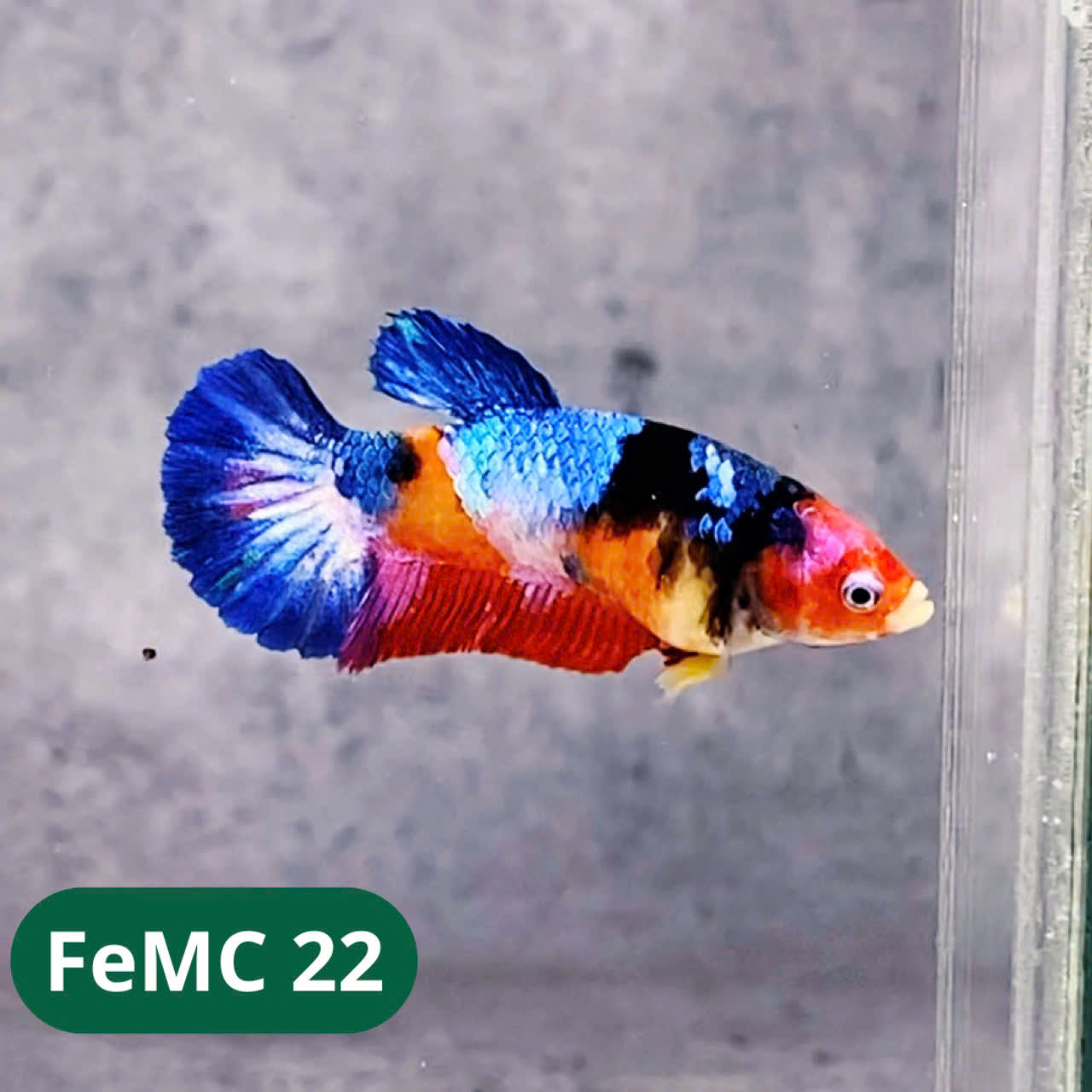 Multicolor Female Betta Fish | You Pick Fish | High Grade