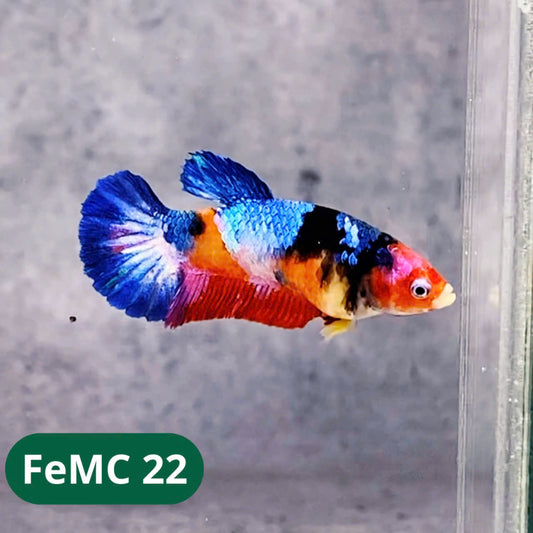 Multicolor Female Betta Fish | You Pick Fish | High Grade