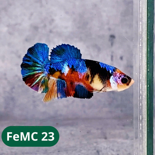 Multicolor Female Betta Fish | You Pick Fish | High Grade