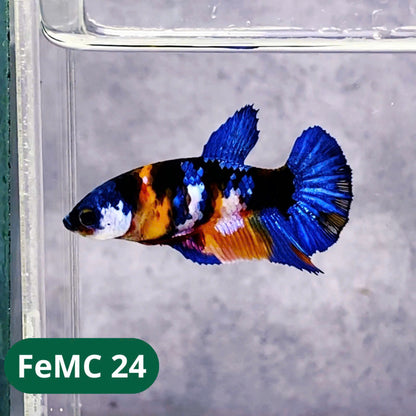 Multicolor Female Betta Fish | You Pick Fish | High Grade