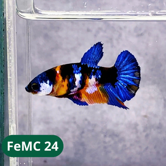 Multicolor Female Betta Fish | You Pick Fish | High Grade