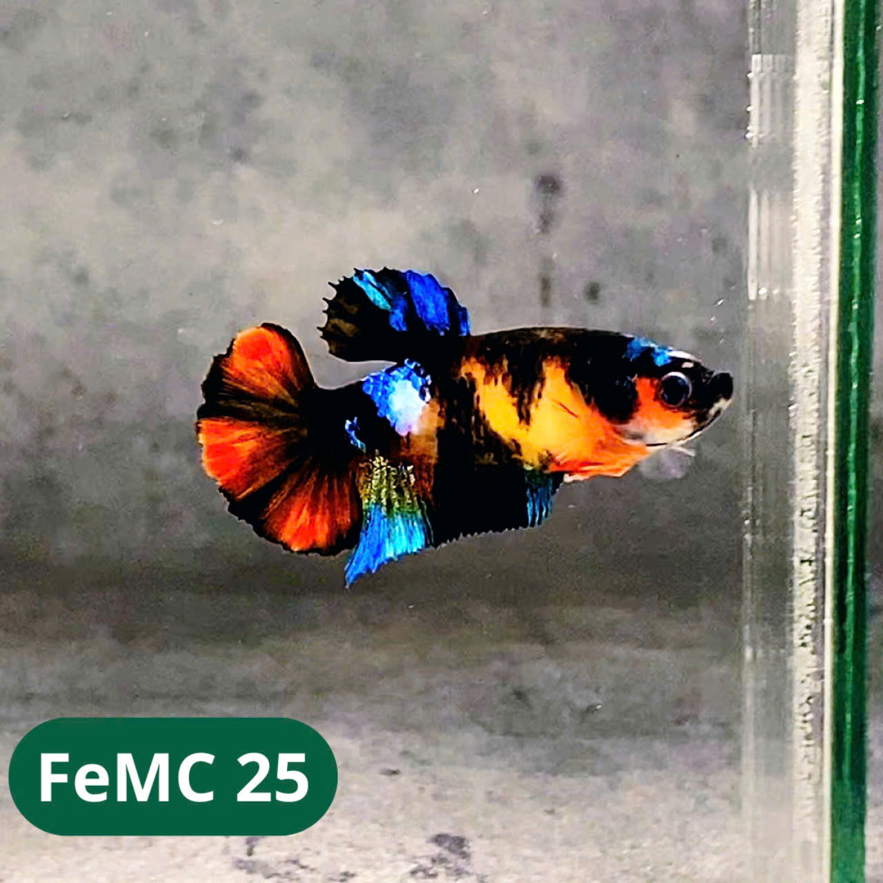 Multicolor Female Betta Fish | You Pick Fish | High Grade