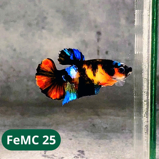 Multicolor Female Betta Fish | You Pick Fish | High Grade