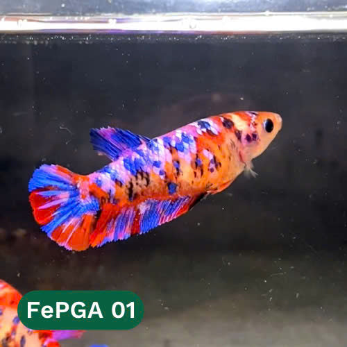 Queen Giant Female Betta Fish | You Pick Fish | High Grade