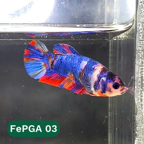 Queen Giant Female Betta Fish | You Pick Fish | High Grade