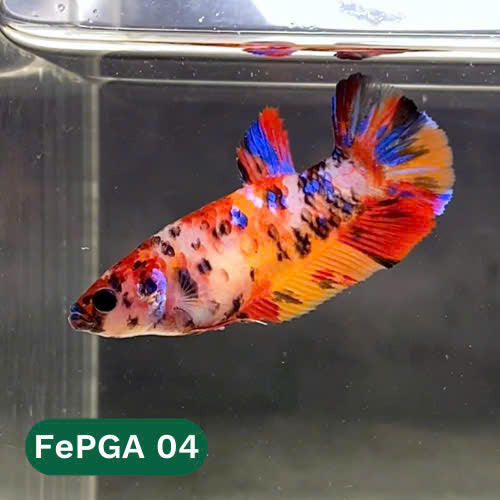 Queen Giant Female Betta Fish | You Pick Fish | High Grade
