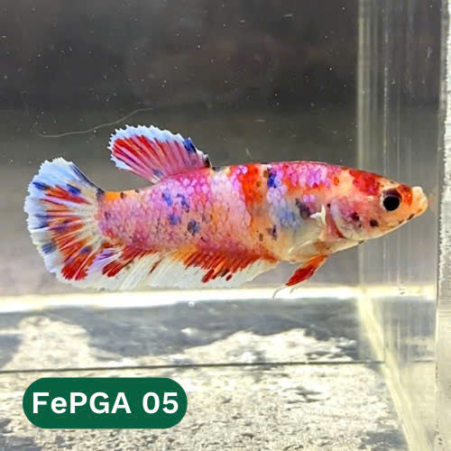 Queen Giant Female Betta Fish | You Pick Fish | High Grade