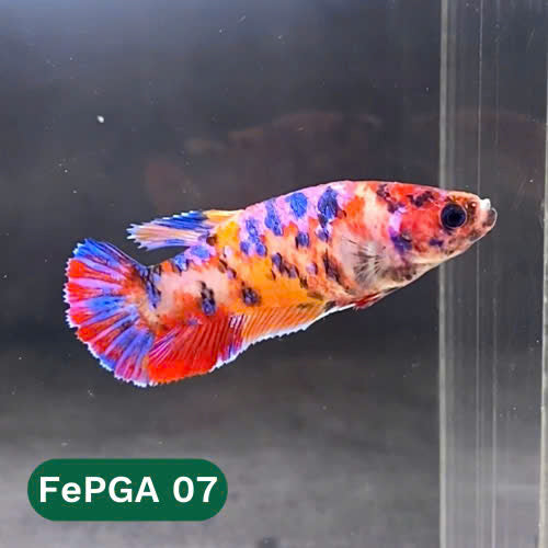 Queen Giant Female Betta Fish | You Pick Fish | High Grade