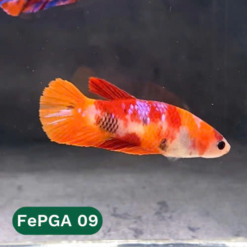 Queen Giant Female Betta Fish | You Pick Fish | High Grade