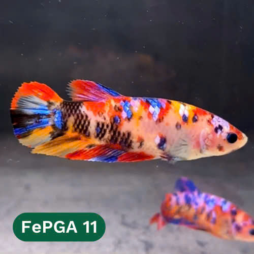 Queen Giant Female Betta Fish | You Pick Fish | High Grade