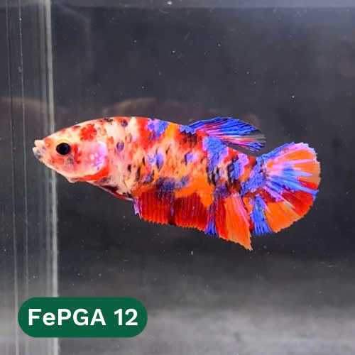 Queen Giant Female Betta Fish | You Pick Fish | High Grade