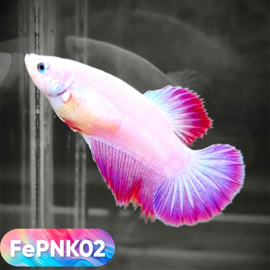 Pink Halfmoon Female Betta Fish | You Pick Fish | Rare Color