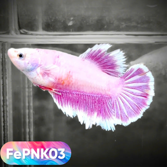Pink Halfmoon Female Betta Fish | You Pick Fish | Rare Color