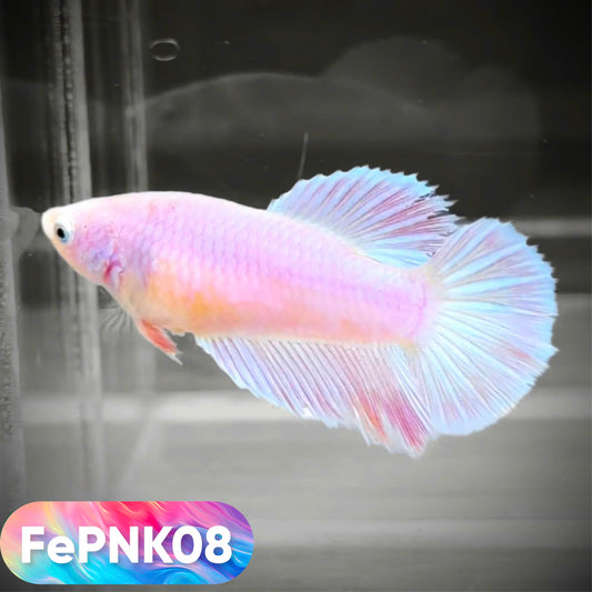 Pink Halfmoon Female Betta Fish | You Pick Fish | Rare Color