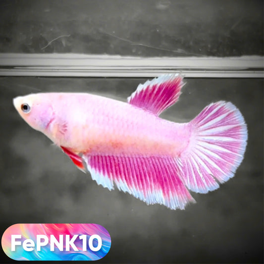 Pink Halfmoon Female Betta Fish | You Pick Fish | Rare Color