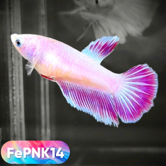 Pink Halfmoon Female Betta Fish | You Pick Fish | Rare Color