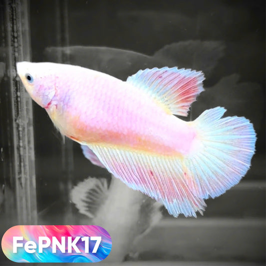 Pink Halfmoon Female Betta Fish | You Pick Fish | Rare Color