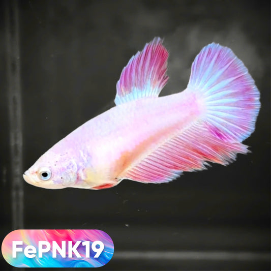 Pink Halfmoon Female Betta Fish | You Pick Fish | Rare Color