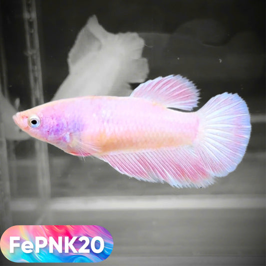 Pink Halfmoon Female Betta Fish | You Pick Fish | Rare Color