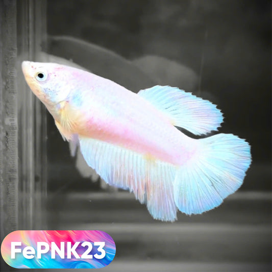 Pink Halfmoon Female Betta Fish | You Pick Fish | Rare Color