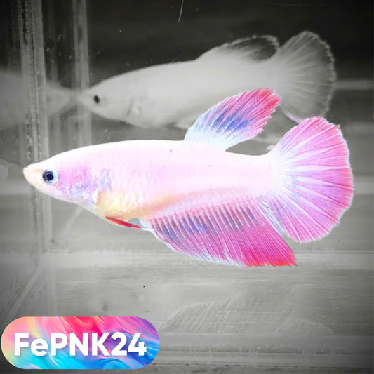 Pink Halfmoon Female Betta Fish | You Pick Fish | Rare Color