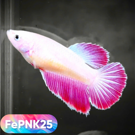 Pink Halfmoon Female Betta Fish | You Pick Fish | Rare Color