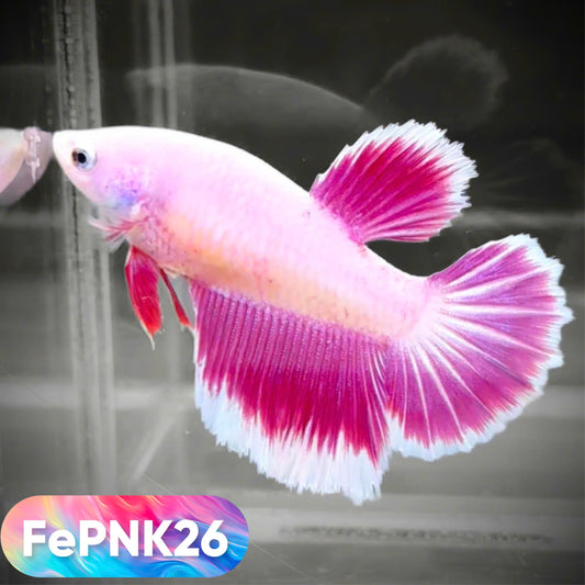 Pink Halfmoon Female Betta Fish | You Pick Fish | Rare Color