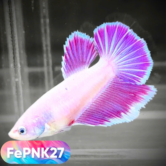 Pink Halfmoon Female Betta Fish | You Pick Fish | Rare Color