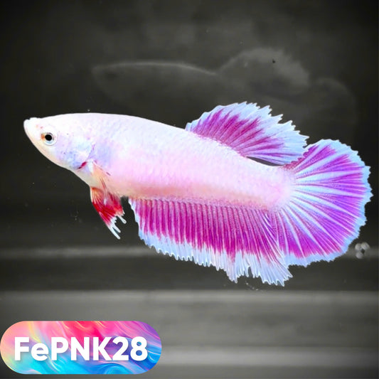 Pink Halfmoon Female Betta Fish | You Pick Fish | Rare Color