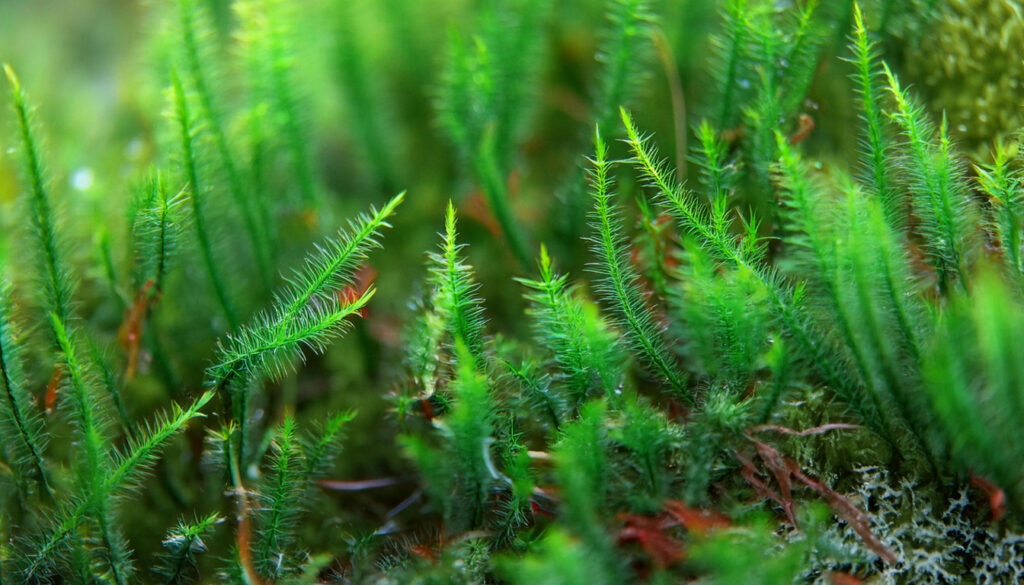 https://tropicflow.com/cdn/shop/files/Flame-Moss-6-1024x585.jpg?v=1737429819