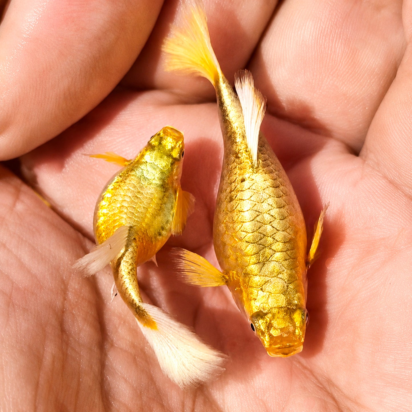 Full Gold 24k Short Body Guppy Fish