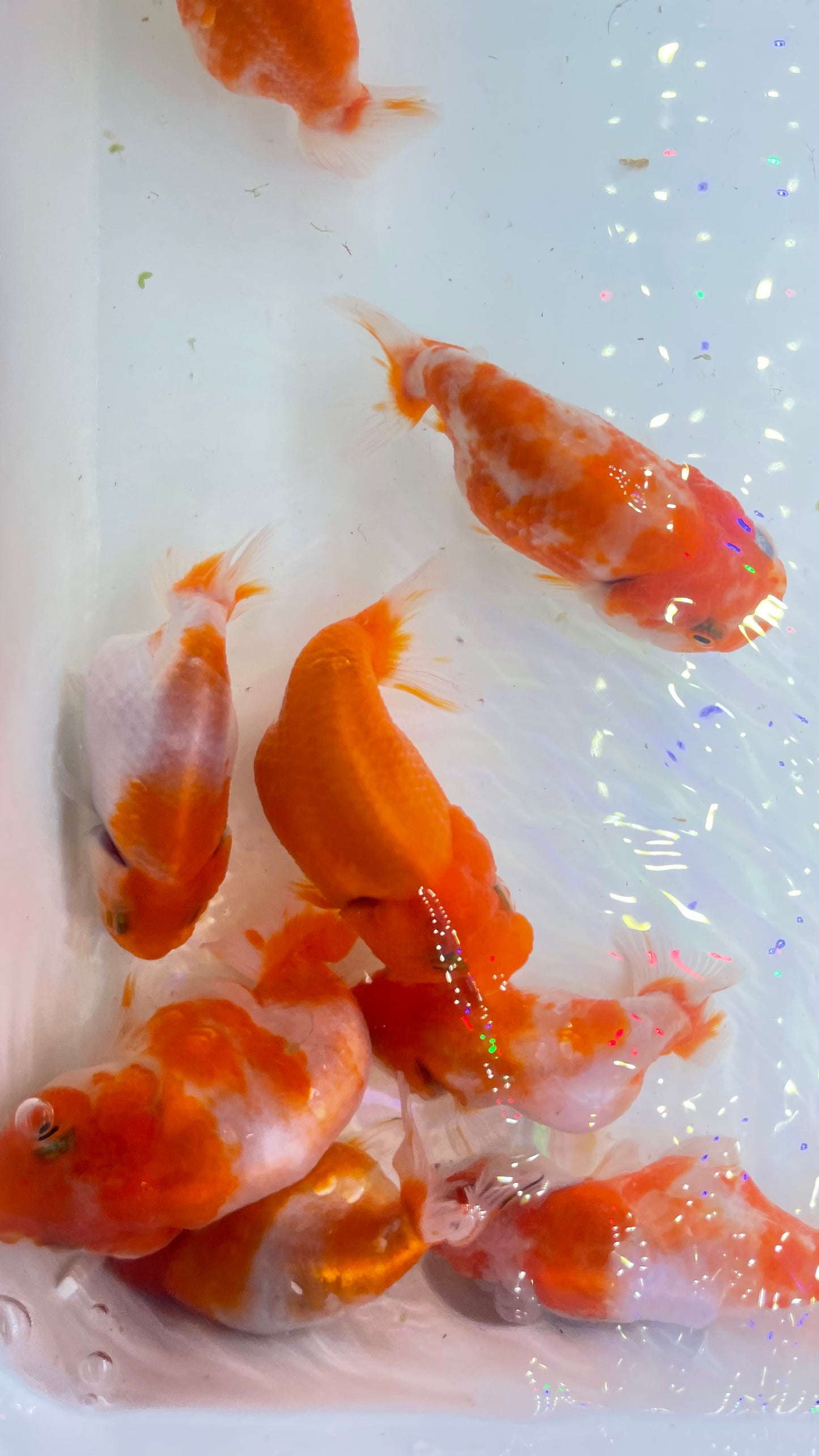 Baby Sakura Ranchu Goldfish 2.5 - 3 Inches