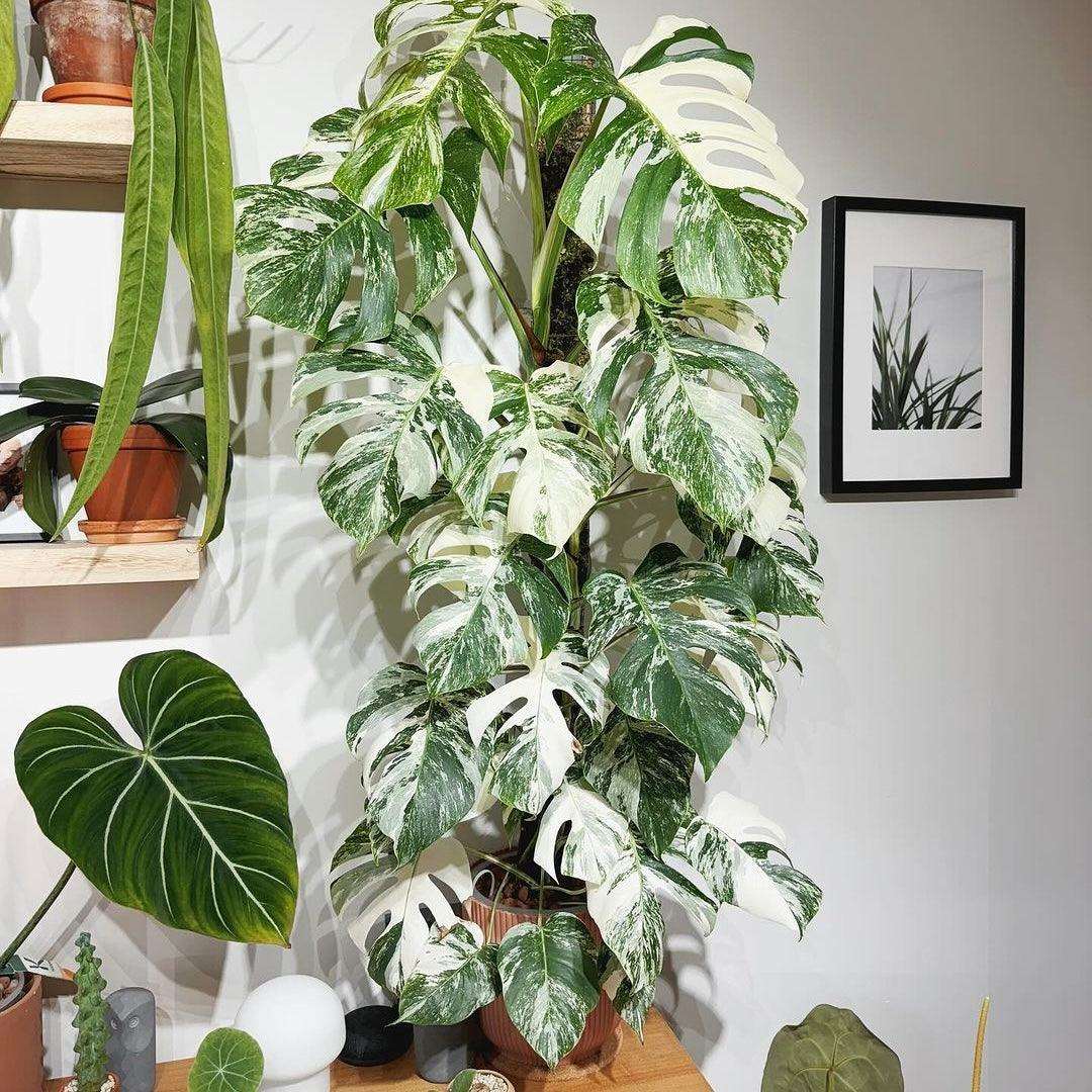 Variegated Monstera Albo Mature Plant