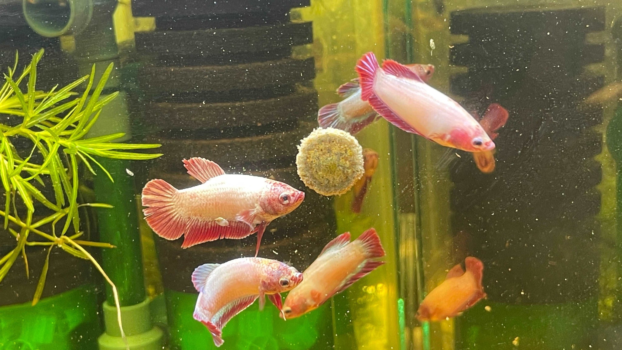 Neon Female Betta Fish Sorority | Tropicflow