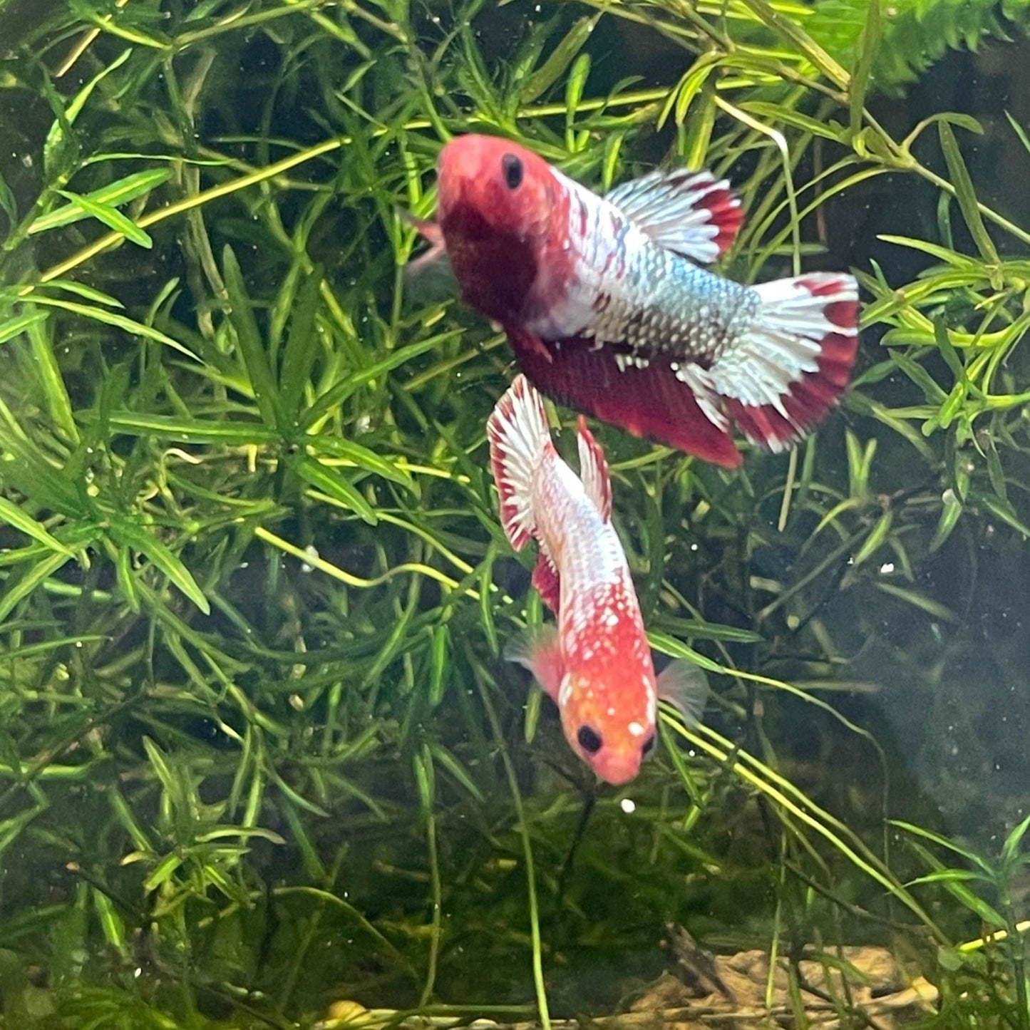 Red Fancy Copper White Scale Female Betta Fish