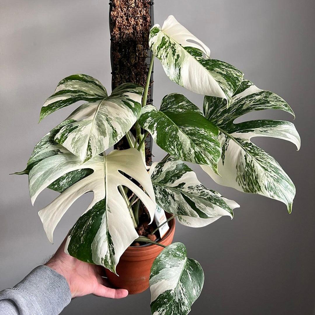 Monstera Albo cutting buy