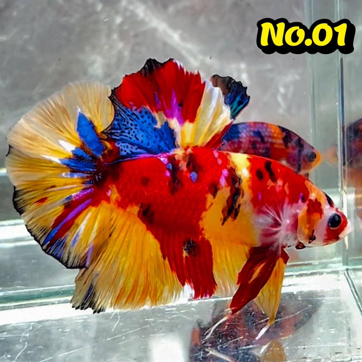 King Giant Plakat Male Betta Fish | You Pick Fish | High Grade