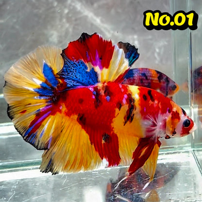 King Giant Plakat Male Betta Fish | You Pick Fish | High Grade