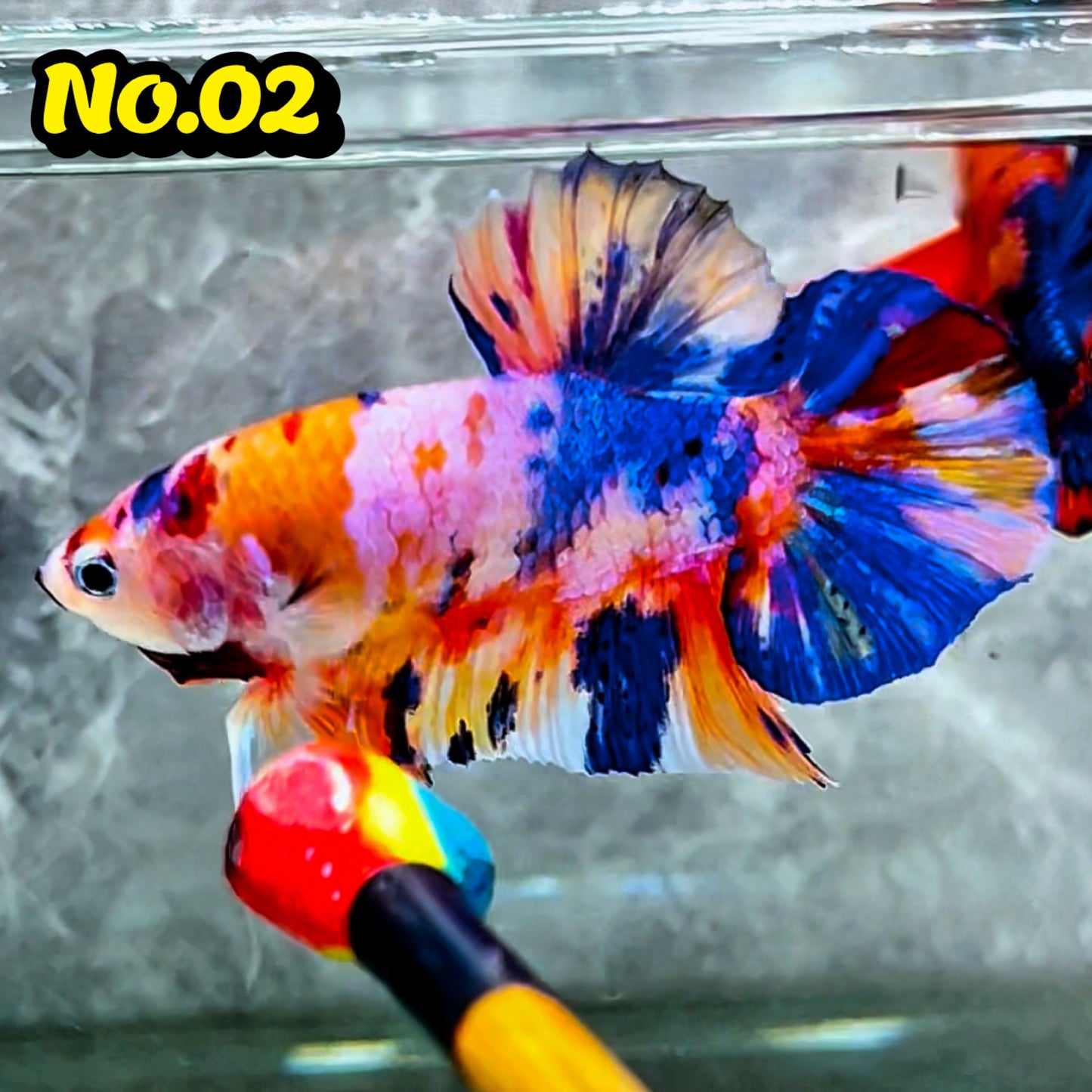 King Giant Plakat Male Betta Fish | You Pick Fish | High Grade