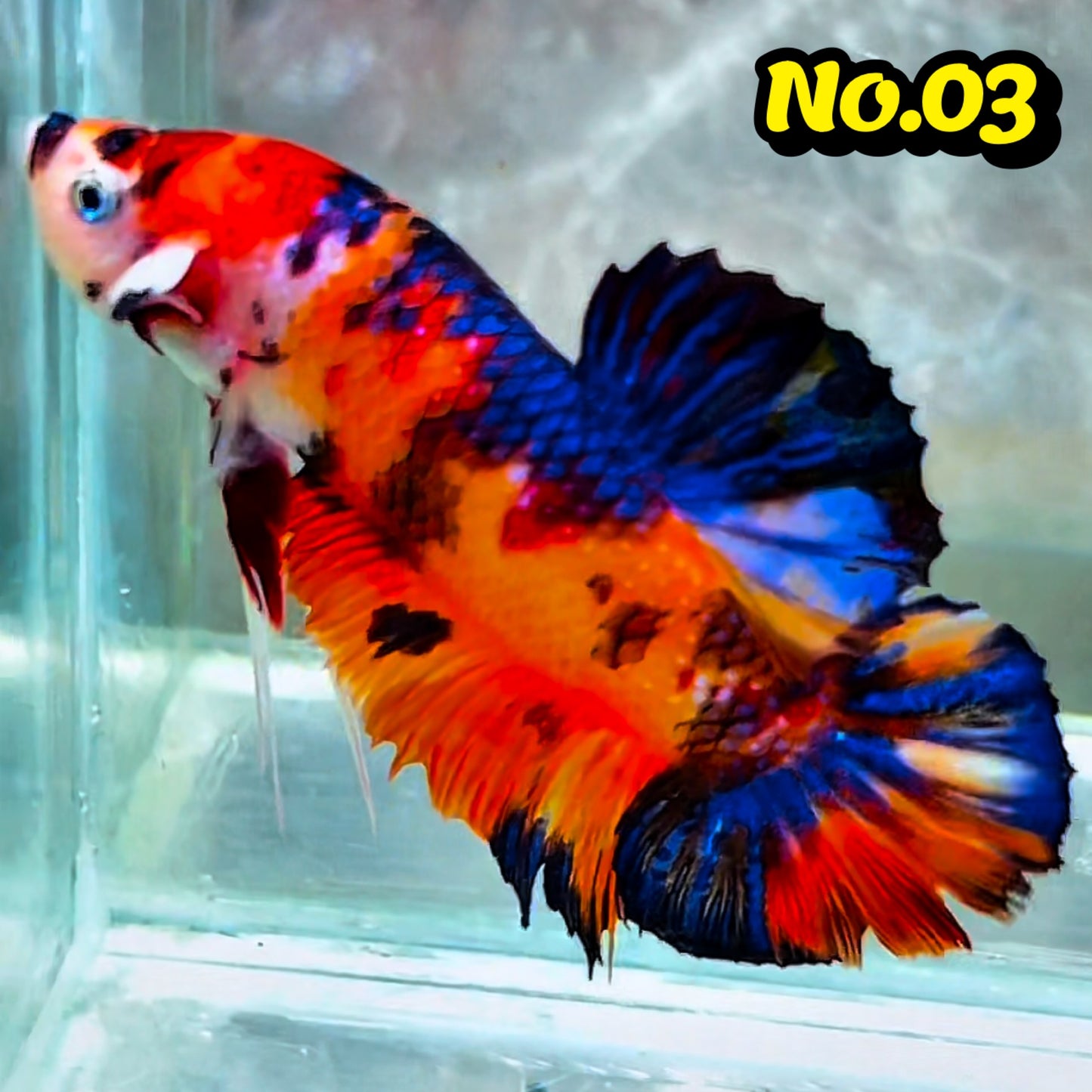 King Giant Plakat Male Betta Fish | You Pick Fish | High Grade