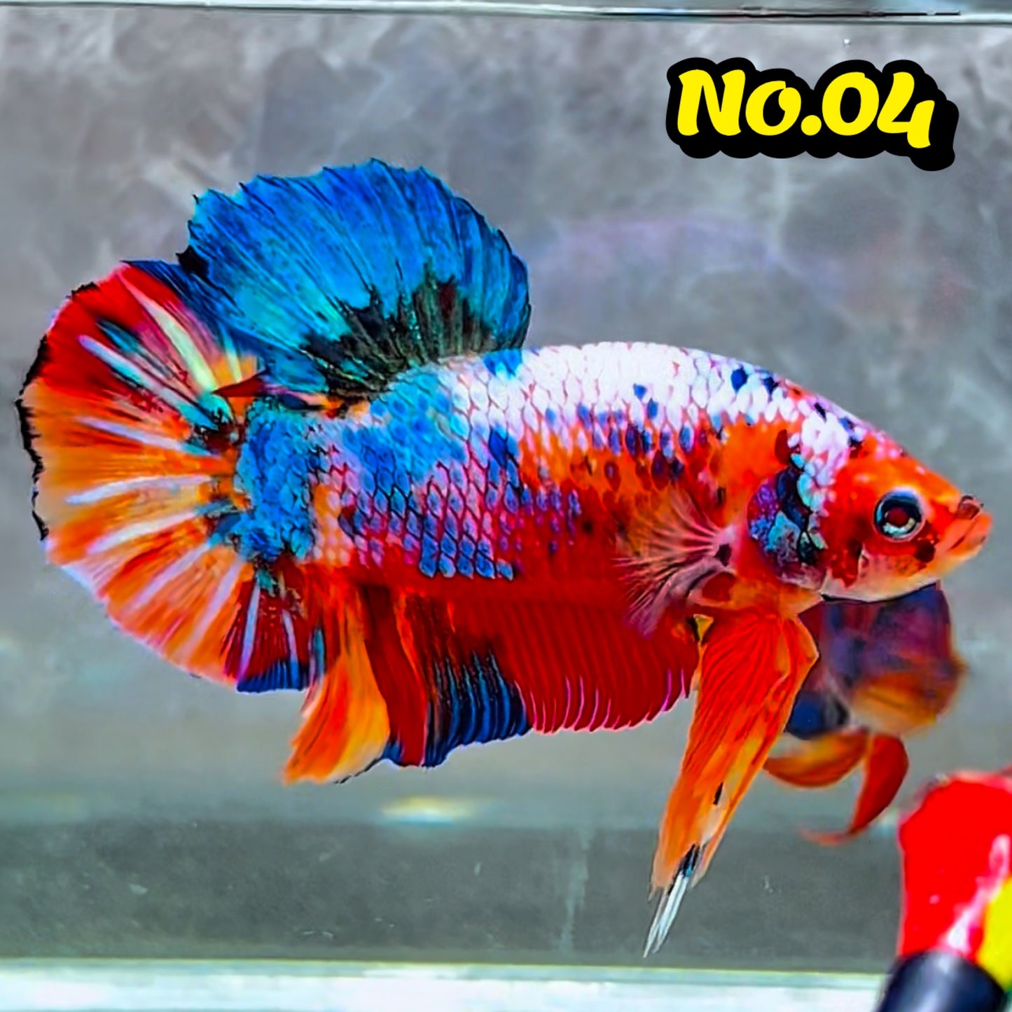 King Giant Plakat Male Betta Fish | You Pick Fish | High Grade