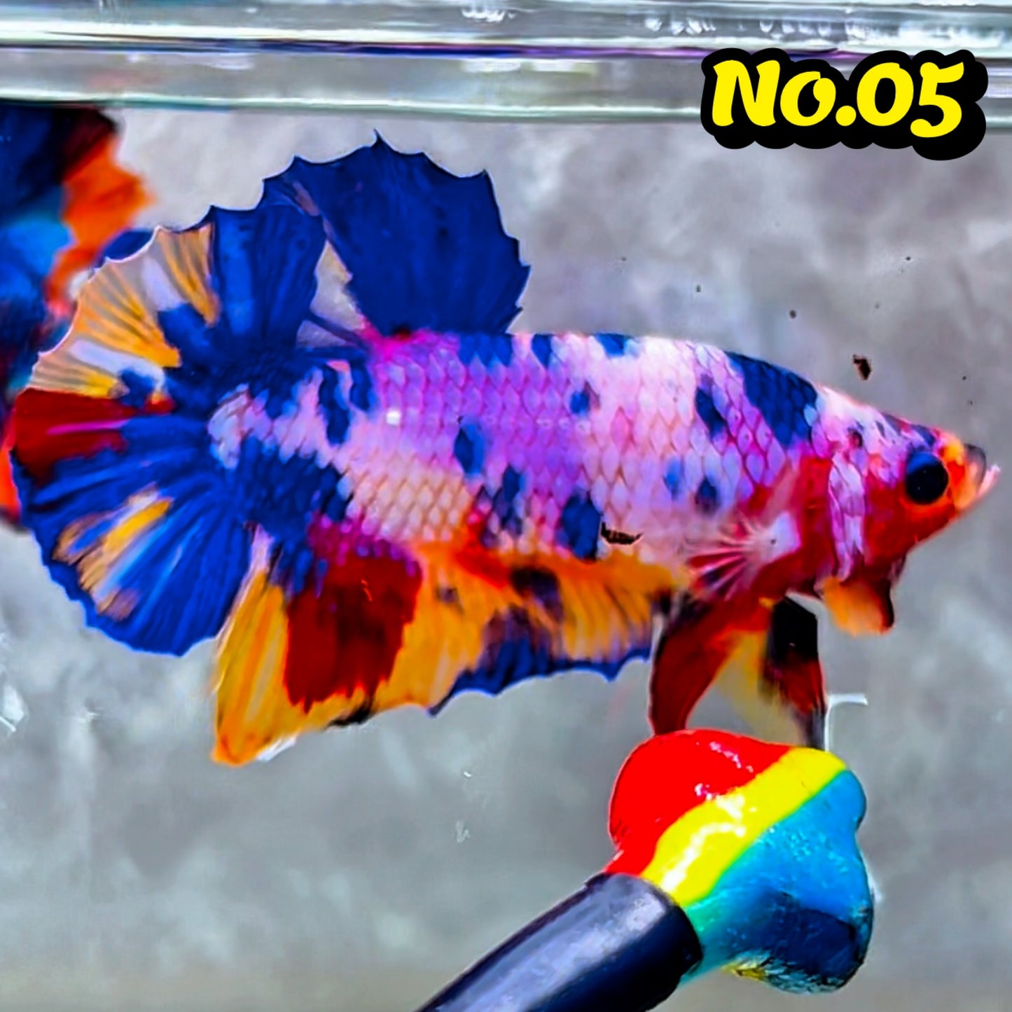 King Giant Plakat Male Betta Fish | You Pick Fish | High Grade