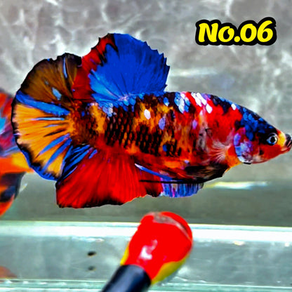 King Giant Plakat Male Betta Fish | You Pick Fish | High Grade