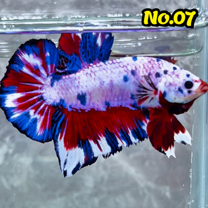 King Giant Plakat Male Betta Fish | You Pick Fish | High Grade