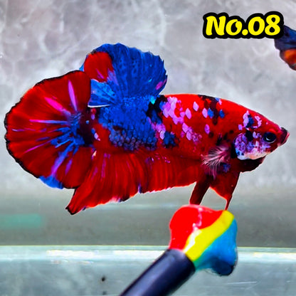 King Giant Plakat Male Betta Fish | You Pick Fish | High Grade