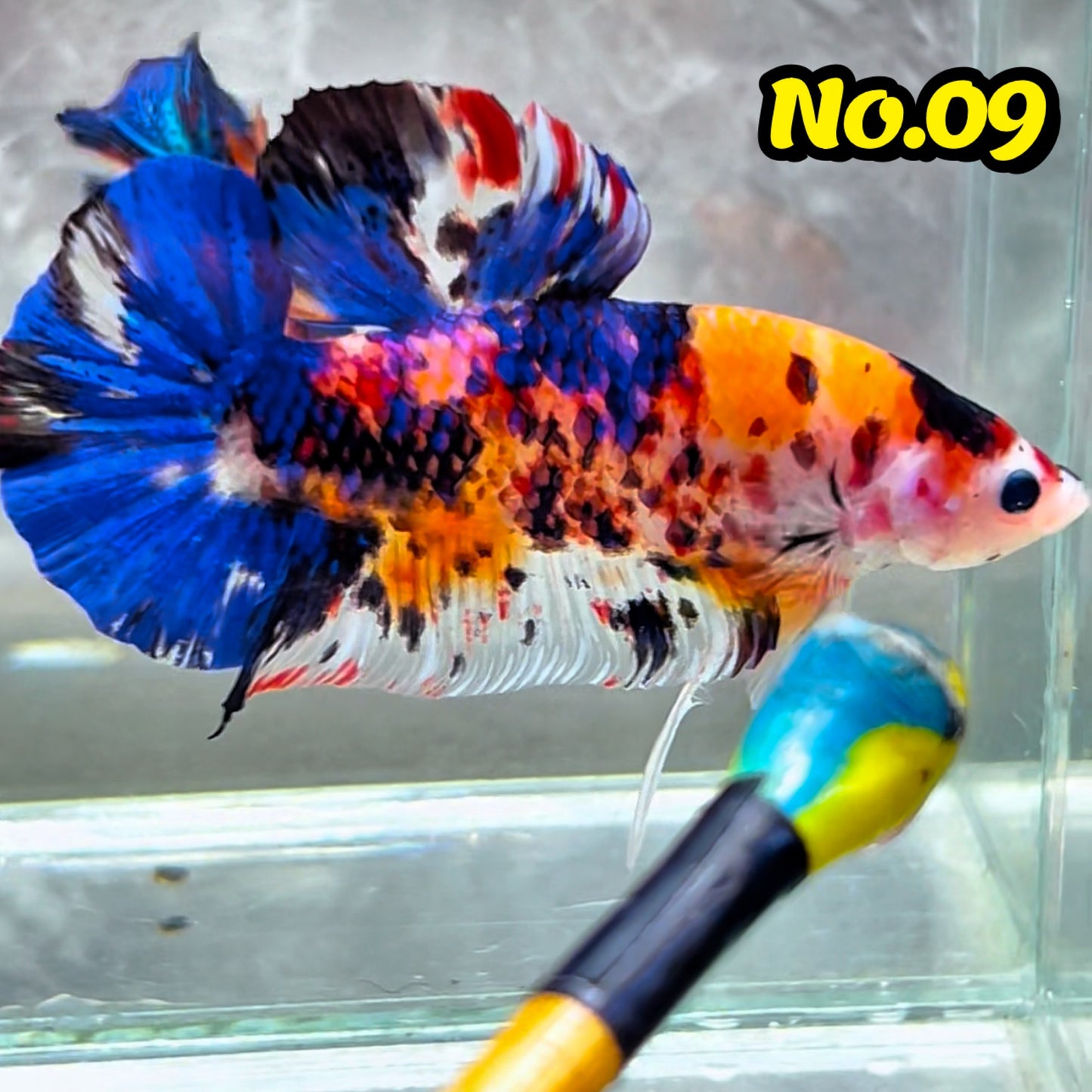 King Giant Plakat Male Betta Fish | You Pick Fish | High Grade